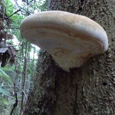 Ganoderma sp.