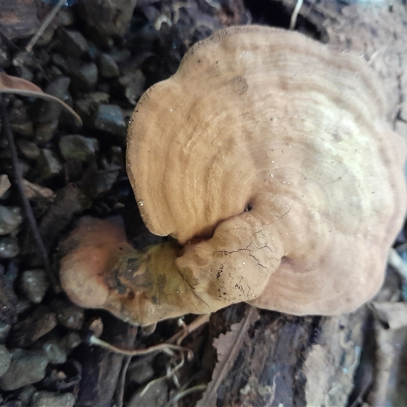 Ganoderma sp.