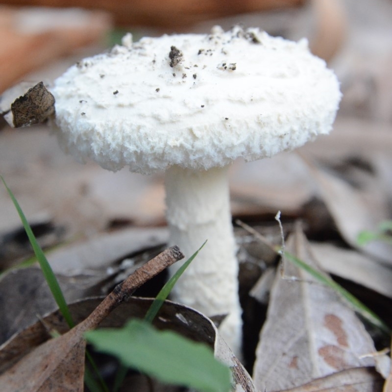 Amanita farinacea