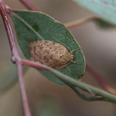 Garrha carnea