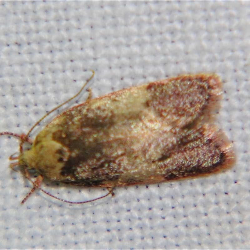 Garrha sincerella
