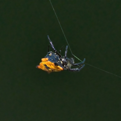 Gasteracantha sp. (genus)