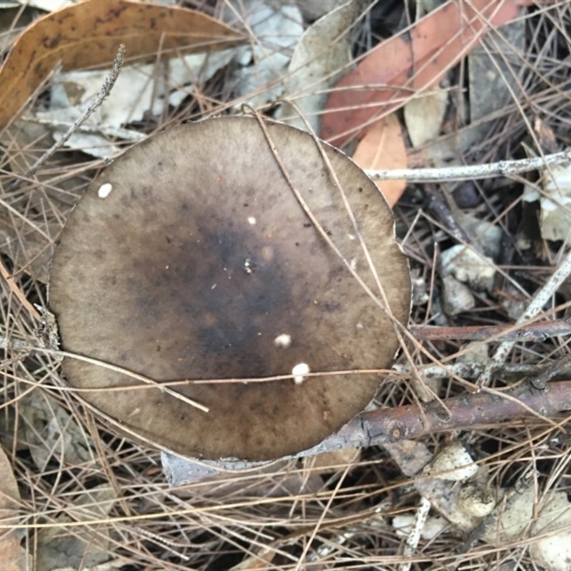 Amanita marmorata