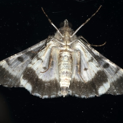 Male underside