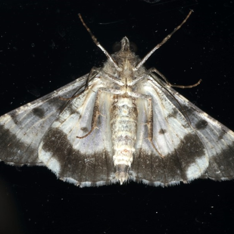 Male underside