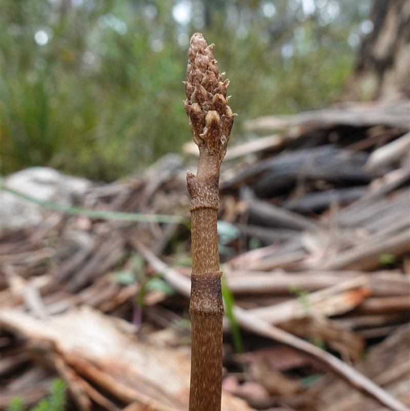 Gastrodia procera