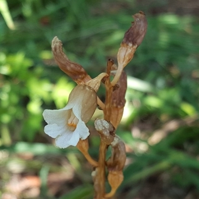 Gastrodia sp.