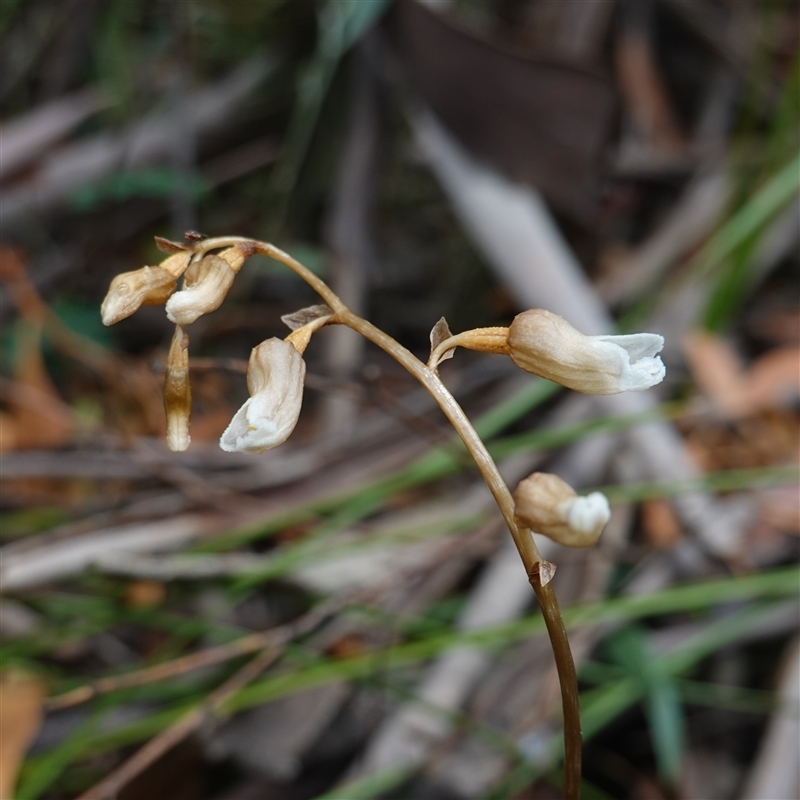 Gastrodia sp.