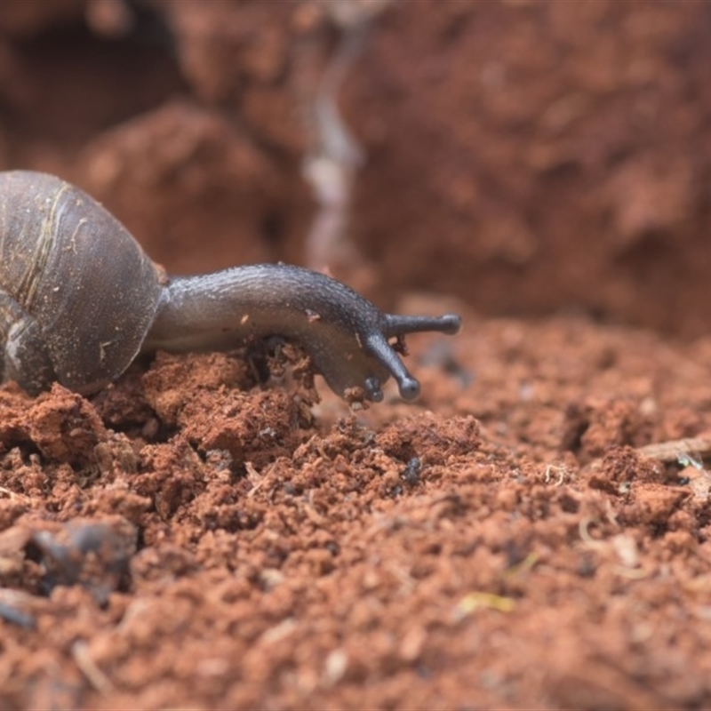 Gastropoda sp. (class)