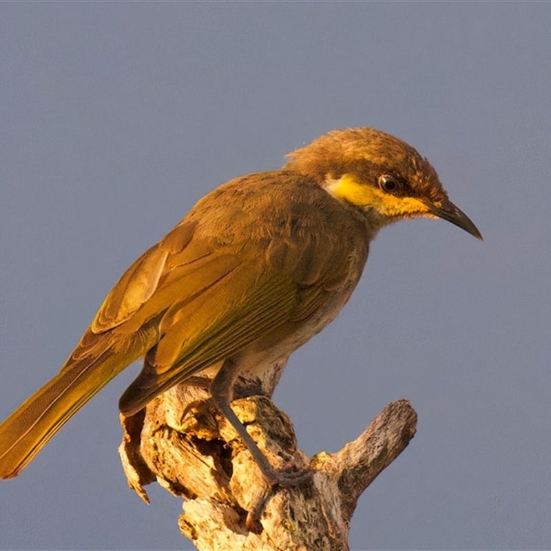 Lichenostomus fasciogularis