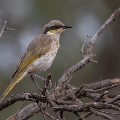 Gavicalis virescens