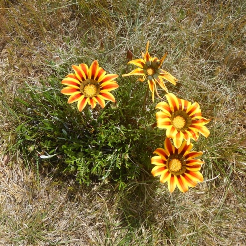 Gazania x splendens