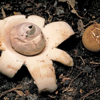 Geastrum sp.