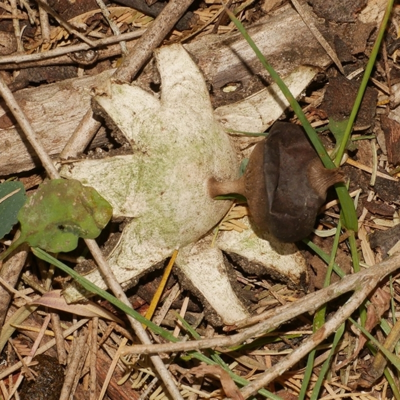 Geastrum tenuipes