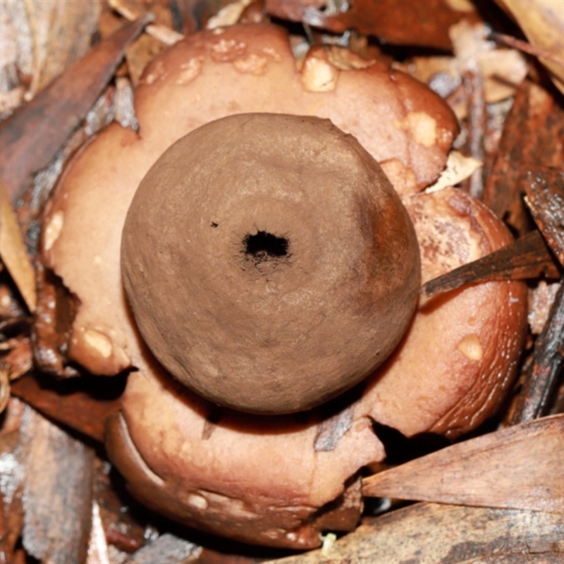 Geastrum triplex