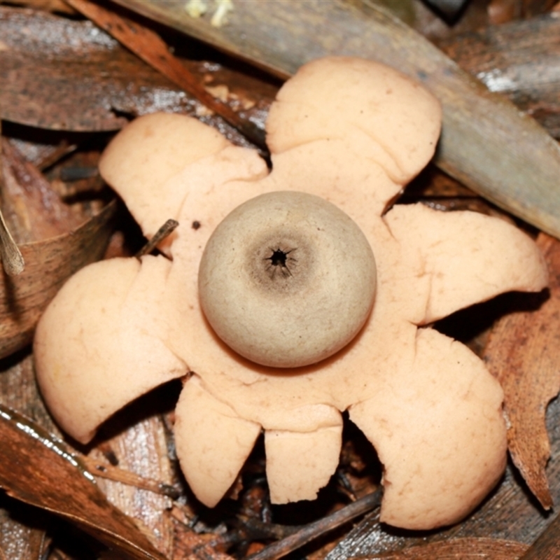 Geastrum triplex