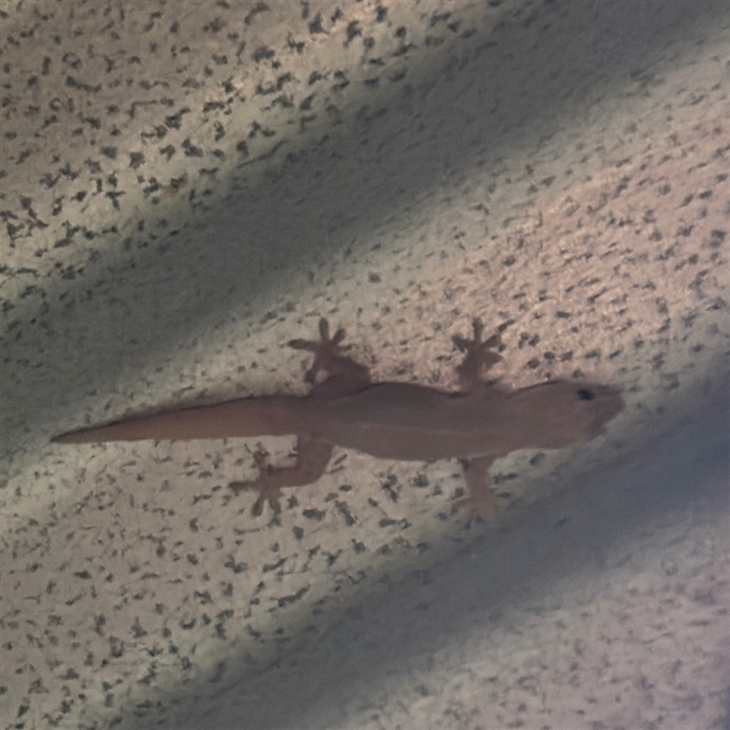 Gehyra dubia