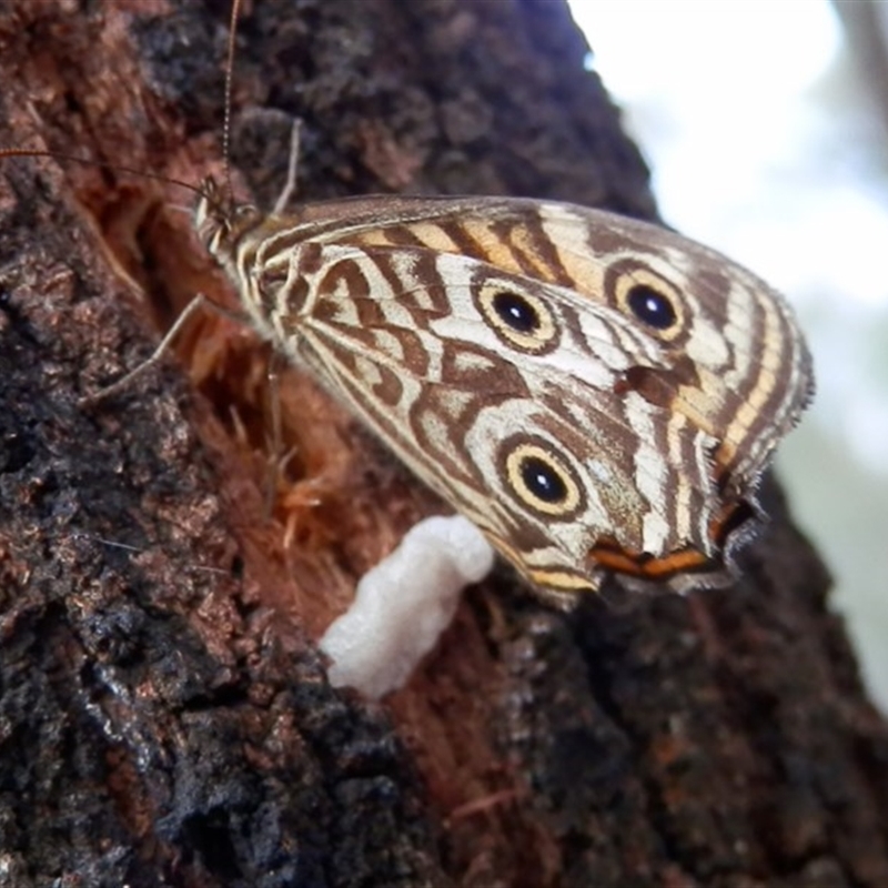 Geitoneura acantha