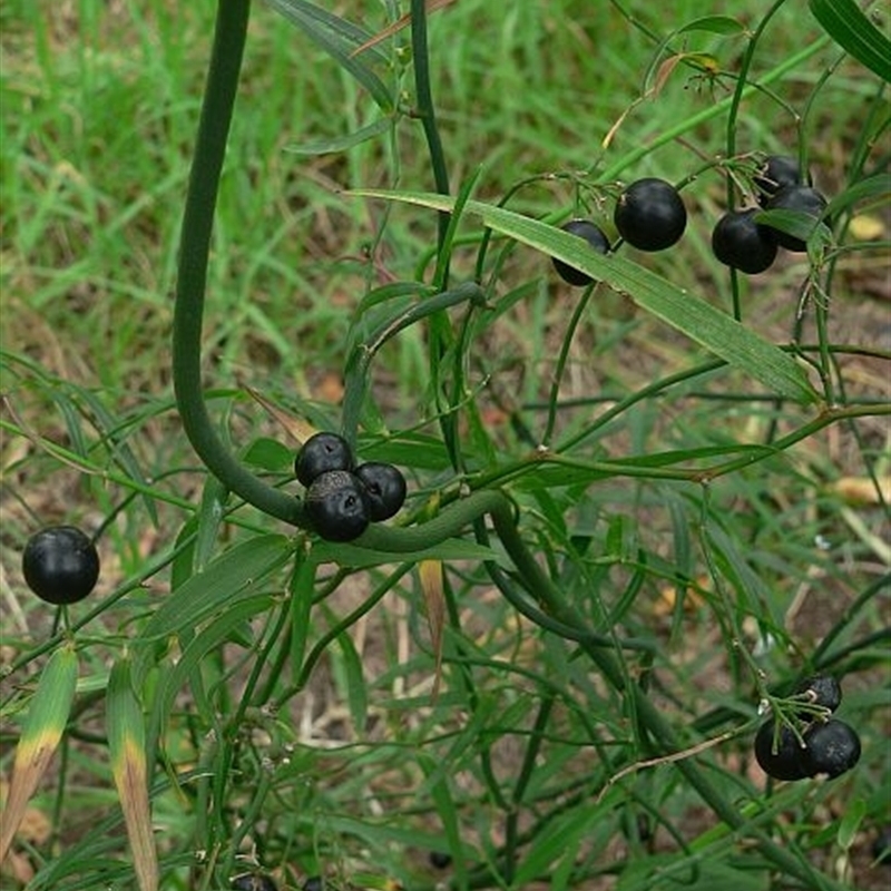 Geitonoplesium cymosum