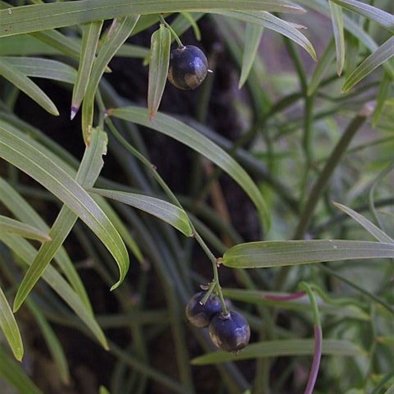 Geitonoplesium cymosum