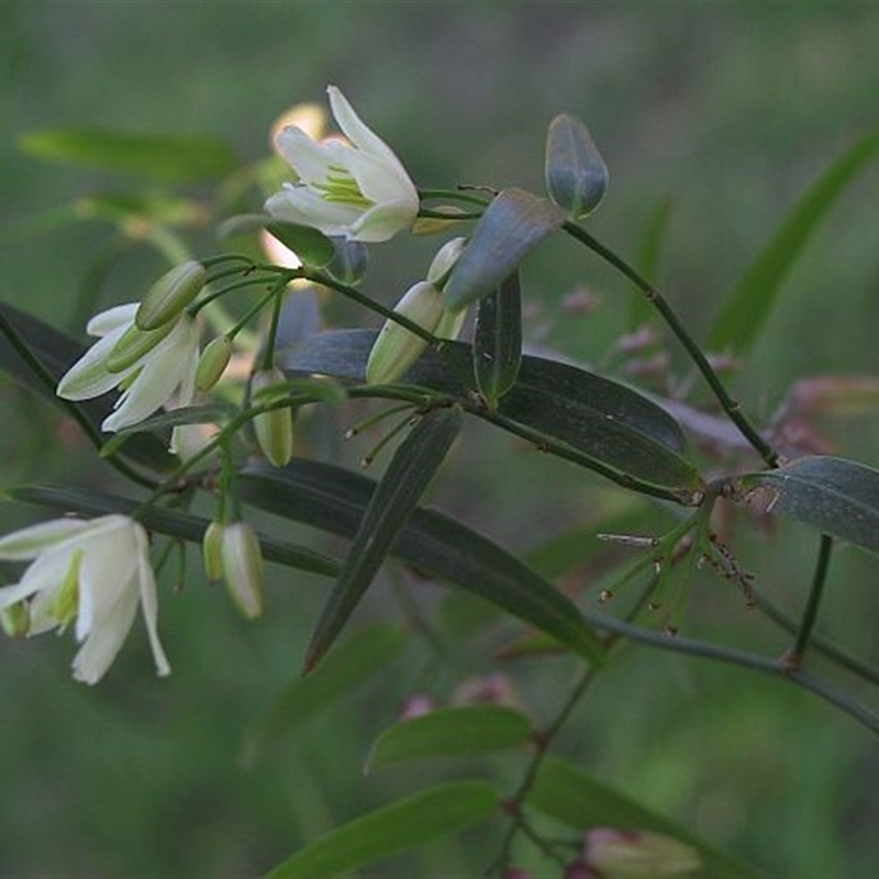 Geitonoplesium cymosum