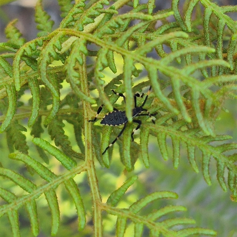 Gelonus tasmanicus