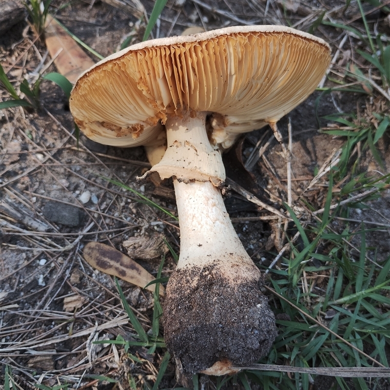 Amanita ochrophylla group