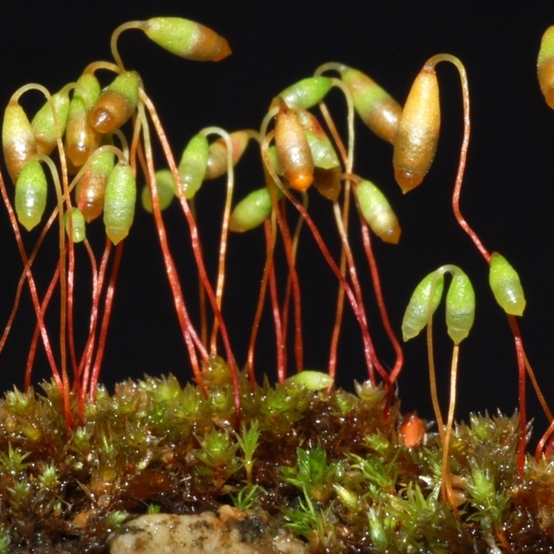 Gemmabryum dichotomum