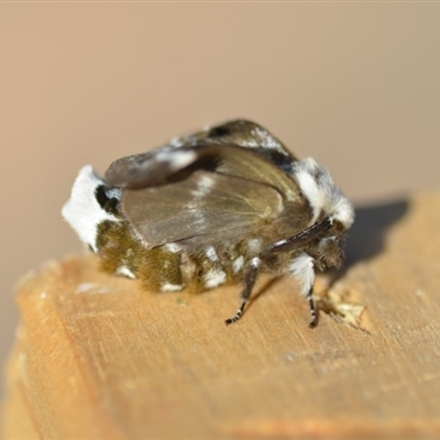 Female underside of forewing.