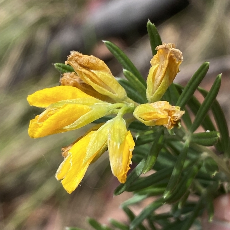 Genista linifolia