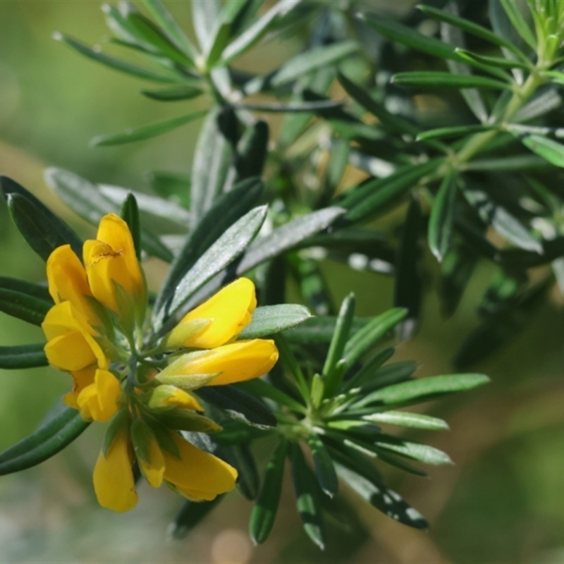 Genista linifolia