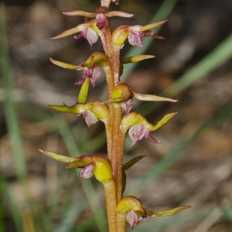 Genoplesium baueri