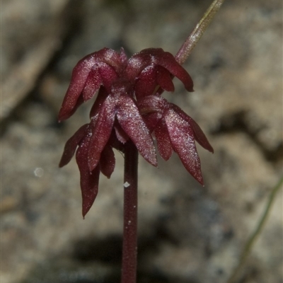 Corunastylis densa