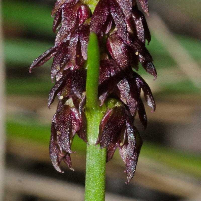 Corunastylis densa