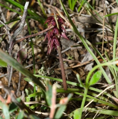 Corunastylis densa