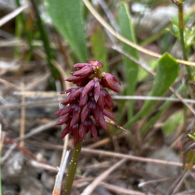 Corunastylis densa