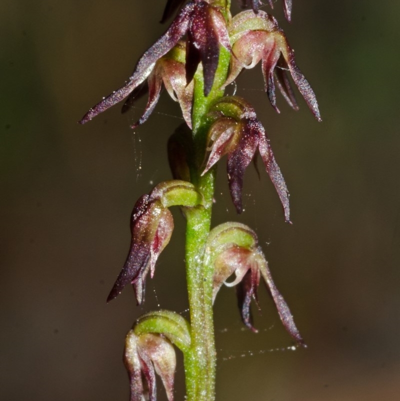 Corunastylis despectans