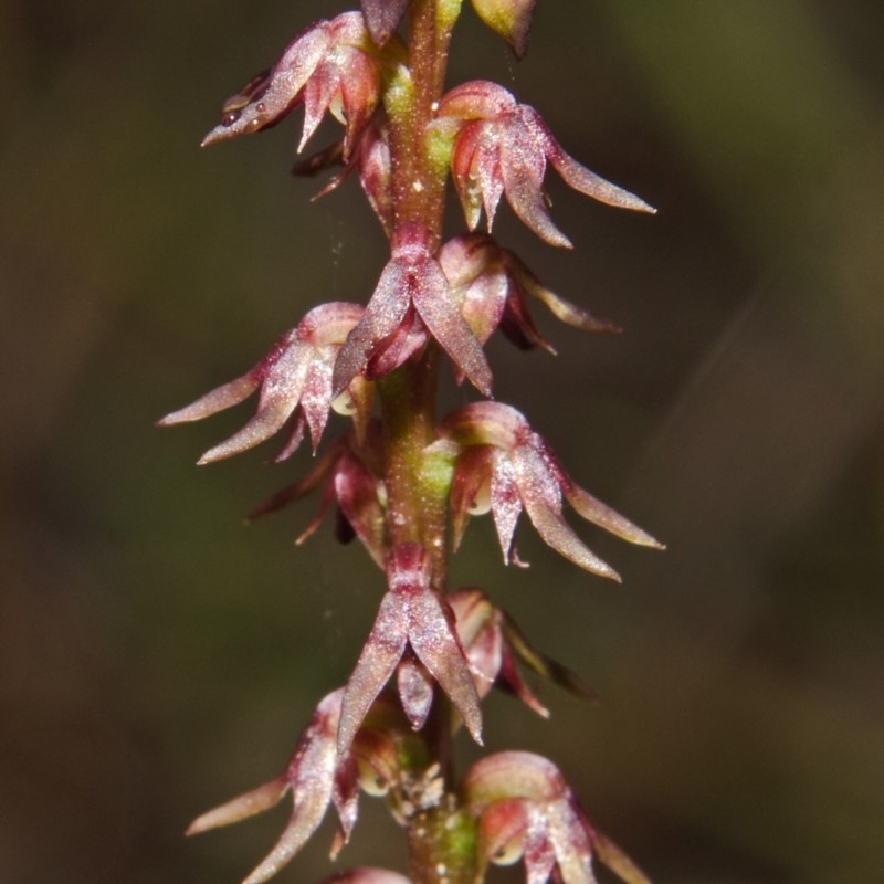 Corunastylis despectans