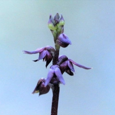 Corunastylis despectans