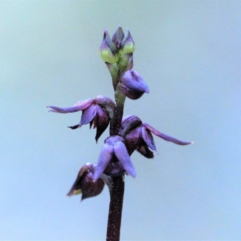 Corunastylis despectans