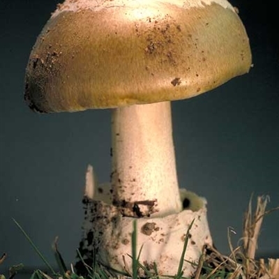 Amanita phalloides