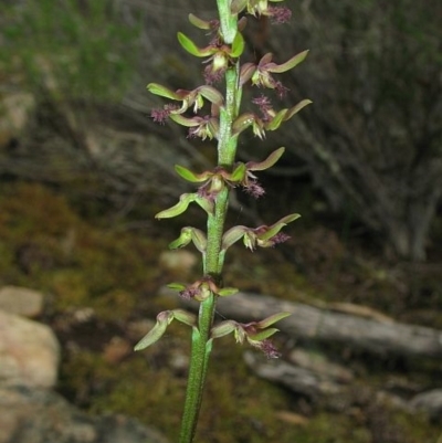 Corunastylis morrisii