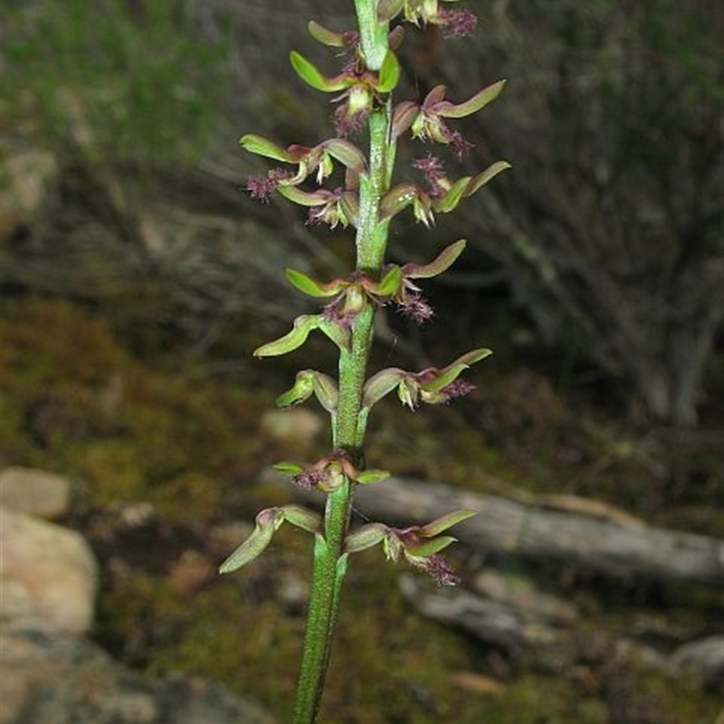 Corunastylis morrisii