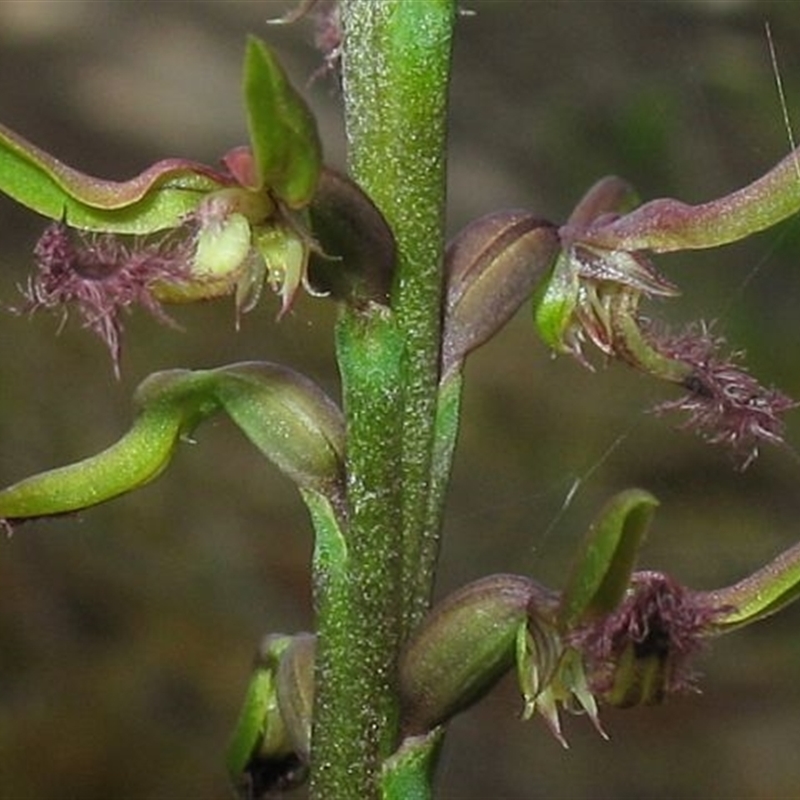 Corunastylis morrisii