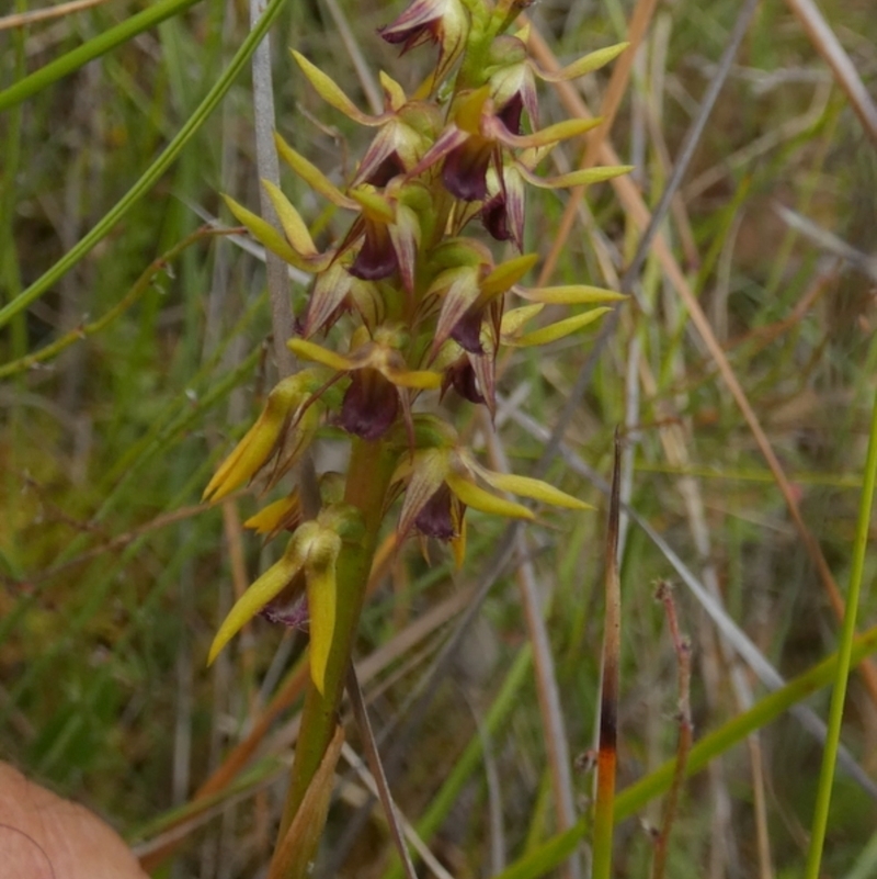 Corunastylis oligantha