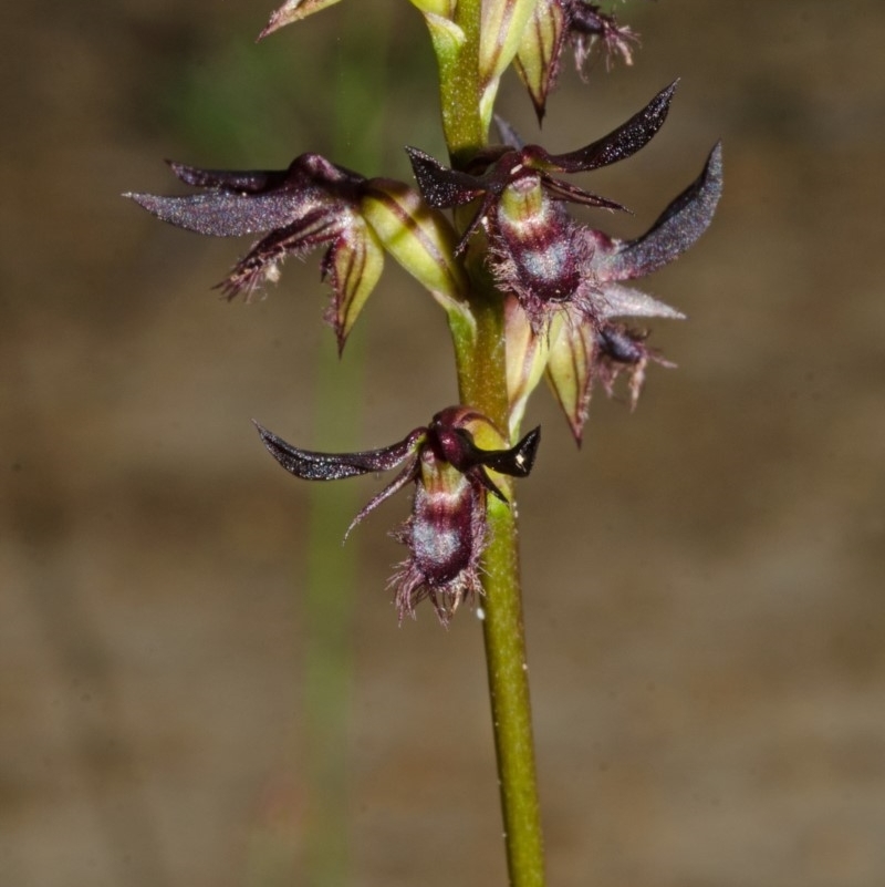 Corunastylis simulans