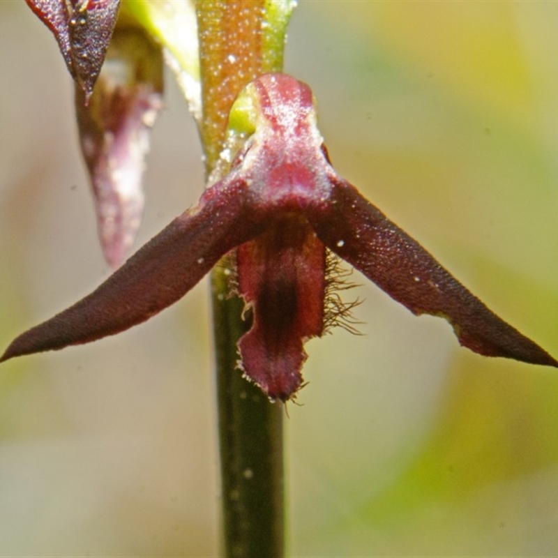 Genoplesium sp. aff. sagittiferum