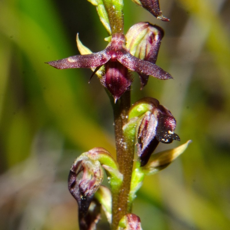 Genoplesium sp. aff. sagittiferum