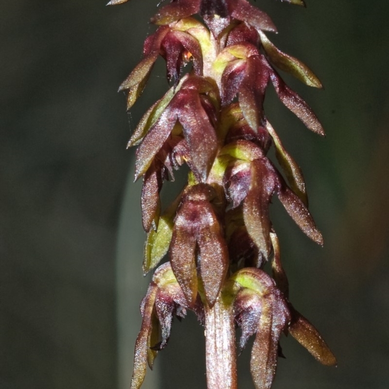 Corunastylis woollsii