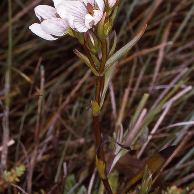 Gentianella cunninghamii subsp. cunninghamii